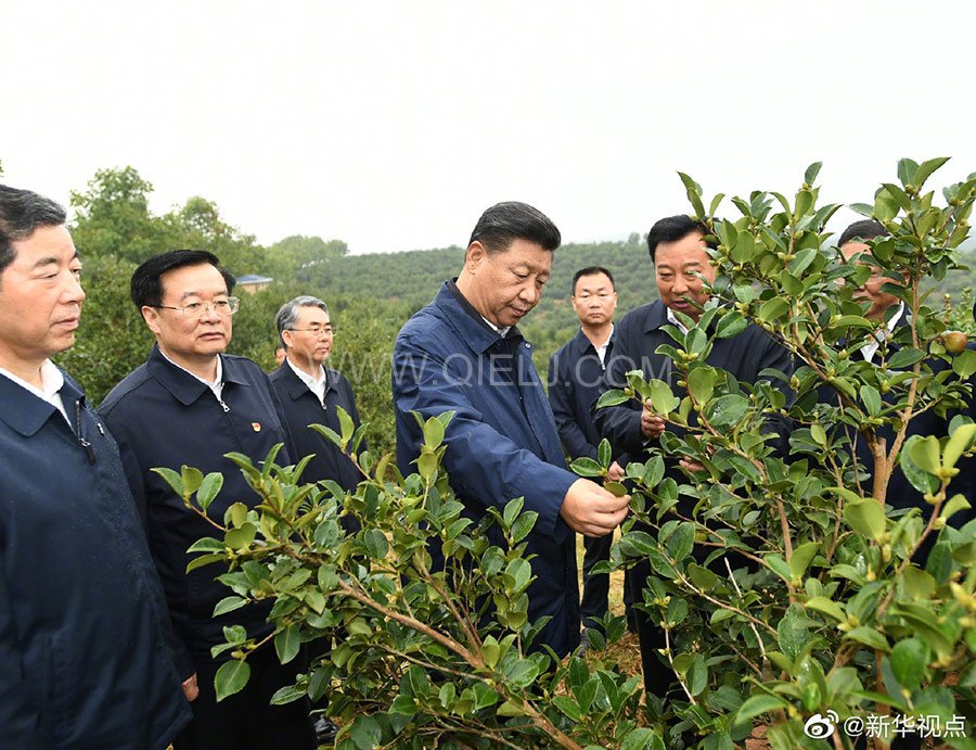 光山油茶籽榨油設備，山茶籽油榨油機廠家(圖1)